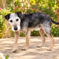 EDouARDO, chien à adopter