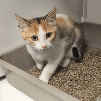 BIANCA, chatte à adopter