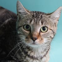 CARTOUCHE en SOS, chatte à adopter