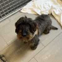 MERGUEZ dit MICKEY, chien à adopter
