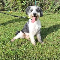 PRINCESSE, chienne à adopter