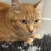 DORI, chatte à adopter