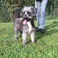 CROCBLANC, chien à adopter