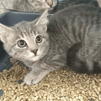 DONNA, chatte à adopter