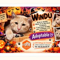 WINDU (doudou), chat à adopter