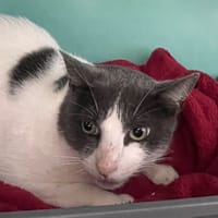 Eros, chat à adopter