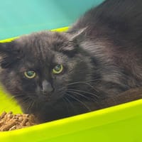 TEO, chat à adopter