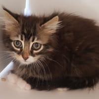 NOVO, chat à adopter