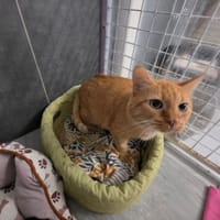 PRINCESSE, chatte à adopter