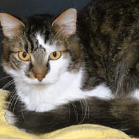 Diesel CAB6126, chat à adopter