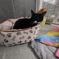 TOSCA, chatte à adopter