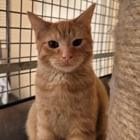 BROWNIE, chat à adopter