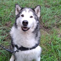 Wolf, chien à adopter