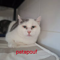 PATAPOUF, chat à adopter