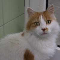 SQUAT, chat à adopter
