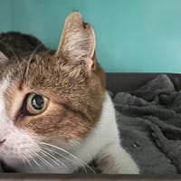 Lucky, chatte à adopter