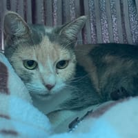 Jo, chatte à adopter