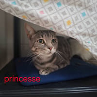 PRINCESSE, chatte à adopter