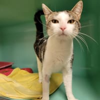 PANACHE DIT WINNIE PAB30150, chat à adopter