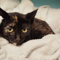 VIVIANE, chatte à adopter
