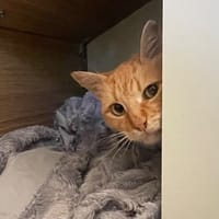 Capoti, chat à adopter