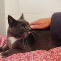 NEBULEUSE, chatte à adopter