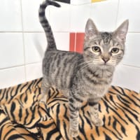 Montana (réservée), chatte à adopter