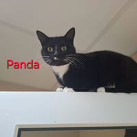 PANDA, chat à adopter