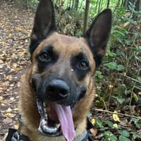 USKO, chien à adopter