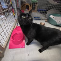 COMBOCHAT, chat à adopter