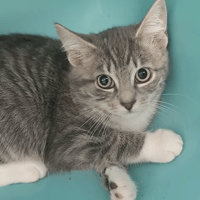 BRENDA, chatte à adopter
