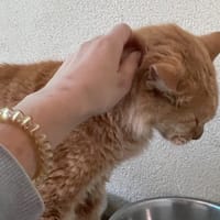 Pouchine, chat à adopter