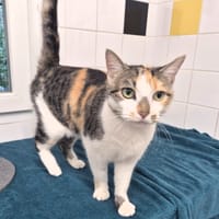 Choupette, chatte à adopter