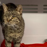 PLUME [FIV+], chat à adopter