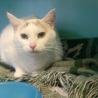 Zouzou, chatte à adopter
