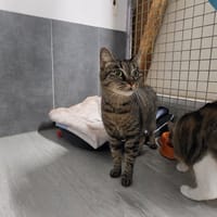 KATY, chatte à adopter