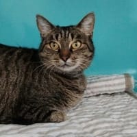 Cléo Cab6365, chatte à adopter