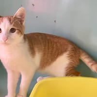 Tao [Chaton], chat à adopter