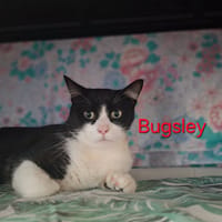 BUGSLEY, chat à adopter