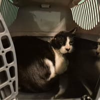 NOREILLE, chat à adopter