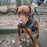 CHASE, chien à adopter