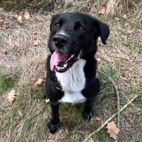 Rocky, chien à adopter