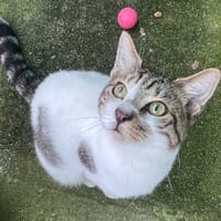 Armani, chat à adopter