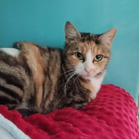 Julia CAB6367, chatte à adopter