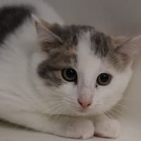 SAMYA, chatte à adopter