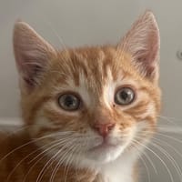 CASSIAN, chat à adopter
