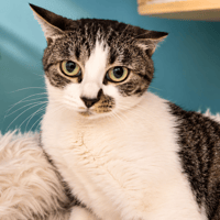 SARABI, chatte à adopter