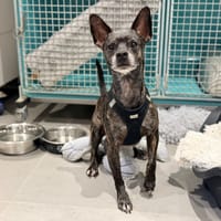 PANDA, chien à adopter
