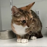 Duchesse, chatte à adopter