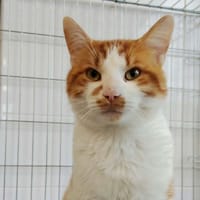 Spark Cab6502, chat à adopter